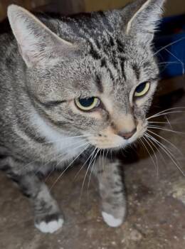Missy -  Tabby Cat for Adoption in Winnipeg, Manitoba - Missy | PetCurious