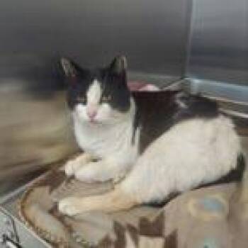 Domestic Short Hair Cats Available for Adoption in Lansing, Michigan - Cruella | PetCurious