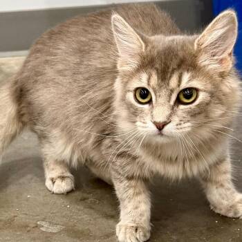 Mable -  Domestic Medium Hair Cat for Adoption in Fairmont, West Virginia - Mable | PetCurious