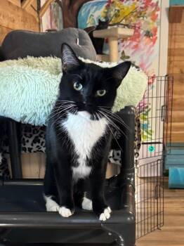 Kit Kat -  Domestic Short Hair Cat for Adoption in Temecula, California - Kit Kat | PetCurious