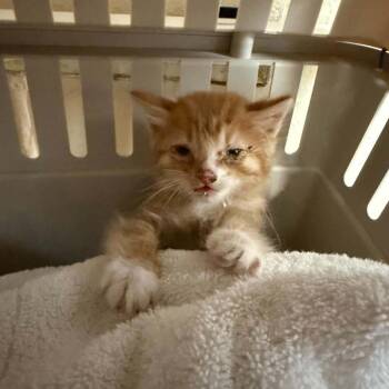Lobster -  Domestic Short Hair Cat for Adoption in Reno, Nevada - Lobster | PetCurious