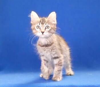 DELILAH -  Domestic Medium Hair Cat for Adoption in Pasadena, California - DELILAH | PetCurious