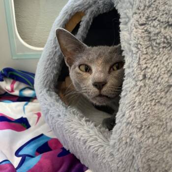 Pixie -  Domestic Short Hair Cat for Adoption in Saint Charles, Missouri - Pixie | PetCurious