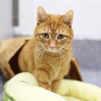 Domestic Short Hair Cats Available for Adoption in Atlanta, Georgia - Simba | PetCurious