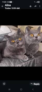 Rescue British Shorthair Cats for Adoption in Snow Hill, Maryland - Nia And Luna | PetCurious