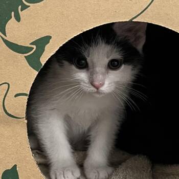 Domestic Short Hair Cats Available for Adoption in Baltimore, Maryland - Turtle Toes 4 (brown) | PetCurious