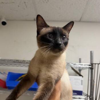 Roux -  Siamese Cat for Adoption in Philadelphia, Pennsylvania - Roux | PetCurious