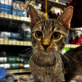 Domestic Short Hair Cats Available for Adoption in Rochester, Minnesota - Dear John | PetCurious