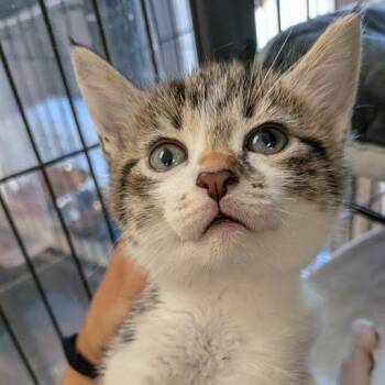 Pippie -  Domestic Short Hair Cat for Adoption in East St. Louis, Illinois - Pippie | PetCurious
