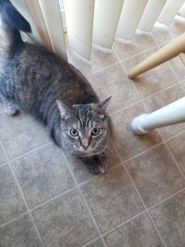 Sally -  Domestic Short Hair Cat for Adoption in Somerset, Kentucky - Sally | PetCurious
