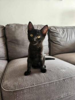 Rescue Domestic Short Hair Cats for Adoption in Mississauga, Ontario - (Earl) Grey | PetCurious