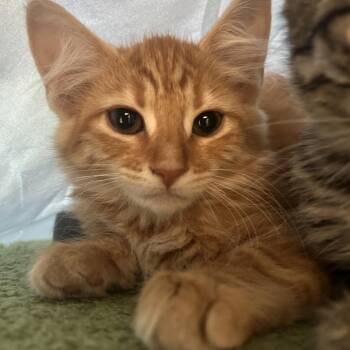 Jett -  Domestic Medium Hair and Domestic Short Hair Cat for Adoption in Bedford, New Hampshire - Jett | PetCurious