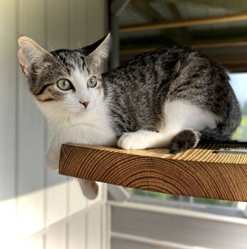 Rescue Domestic Short Hair Cats for Adoption in Estherville, Iowa - Peets | PetCurious