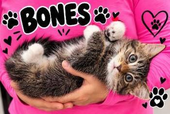 Bones -  Domestic Long Hair Cat for Adoption in Mokena, Illinois - Bones | PetCurious