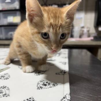 Domestic Short Hair Cats Available for Adoption in Milton, Florida - Bumble | PetCurious