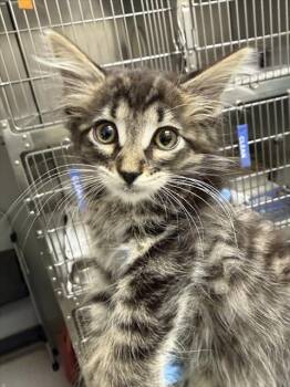 VICKY -  Domestic Medium Hair Cat for Adoption in Las Vegas, Nevada - VICKY | PetCurious