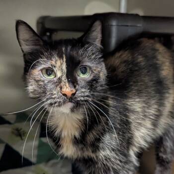 Rescue Domestic Medium Hair Cats for Adoption in Jeffersonville, Indiana - Mildred | PetCurious