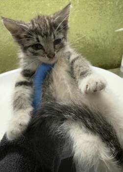UMA -  Domestic Short Hair Cat for Adoption in Riverside, California - UMA | PetCurious