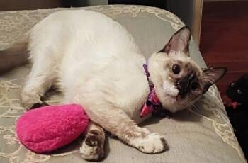 Sugar -  Siamese Cat for Adoption in San Juan Capistrano, California - Sugar | PetCurious
