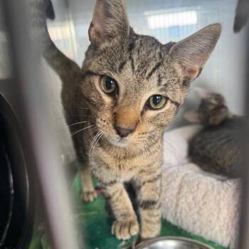 Watermelon -  Domestic Short Hair Cat for Adoption in Ridgely, Maryland - Watermelon | PetCurious