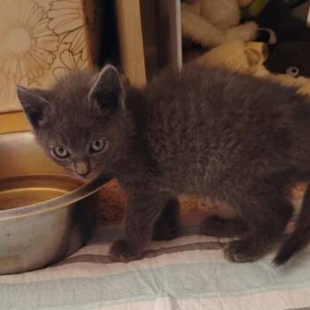Billy -  Domestic Short Hair Cat for Adoption in Washington, District Of Columbia - Billy | PetCurious