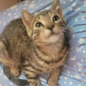 Flynt -  Domestic Short Hair Cat for Adoption in Ottawa, Ontario - Flynt | PetCurious