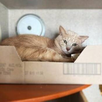 Domestic Short Hair Cats Available for Adoption - Milo | PetCurious