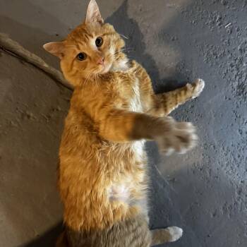 Ferb -  Domestic Long Hair Cat for Adoption in Syracuse, New York - Ferb | PetCurious