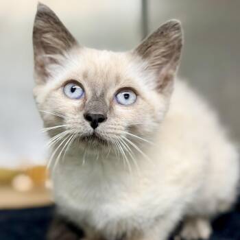 Oasis -  Siamese Cat for Adoption in Jackson Township, New Jersey - Oasis | PetCurious