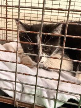 Rescue Domestic Short Hair Cats for Adoption in Knoxville, Tennessee - Glamrock Freddy | PetCurious