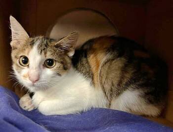 Rescue Domestic Short Hair Cats for Adoption in Brentwood, Missouri - ZORRA | PetCurious