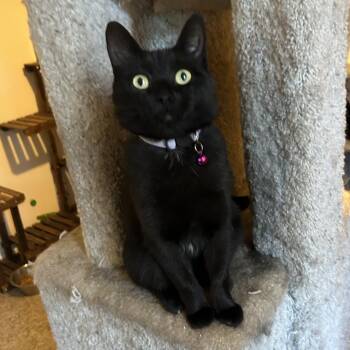 Domestic Short Hair Cats Available for Adoption in Veneta, Oregon - Wiccan | PetCurious