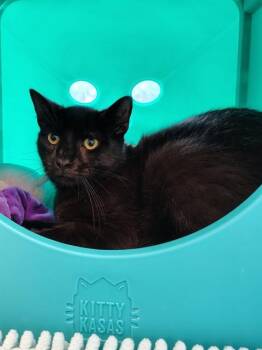 Domestic Short Hair Cats Available for Adoption in Leesburg, Virginia - ROCK | PetCurious
