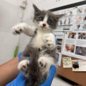 Domestic Medium Hair Cats Available for Adoption in Edinburg, Texas - Marlin | PetCurious