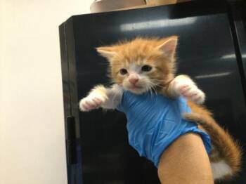 Domestic Short Hair Cats Available for Adoption in Thousand Palms, California - A1914922 | PetCurious
