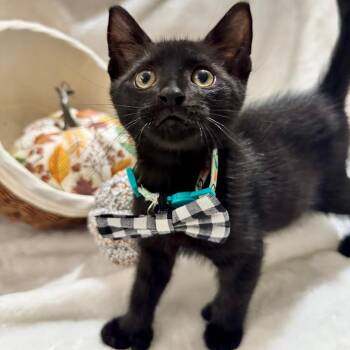 Porter -  Bombay and Extra Toes Cat Hemingway Polydactyl Cat for Adoption in Coral Gables, Florida - Porter | PetCurious