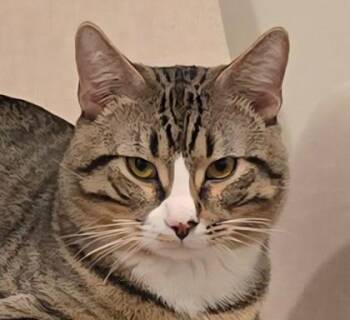 Domestic Short Hair Cats Available for Adoption - Ox Wood - Needs A Playful Cat Buddy | PetCurious