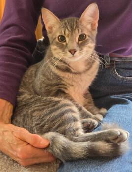Harry -  Domestic Short Hair Cat for Adoption in Liverpool, New York - Harry | PetCurious