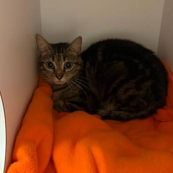 Croissant -  Domestic Short Hair Cat for Adoption in Kanab, Utah - Croissant | PetCurious