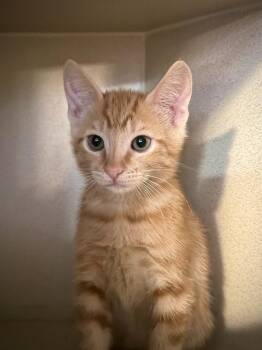 Rowan -  Domestic Short Hair Cat for Adoption in Los Angeles, California - Rowan | PetCurious