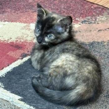 Toes -  Domestic Short Hair Cat for Adoption in Charlottesville, Virginia - Toes | PetCurious