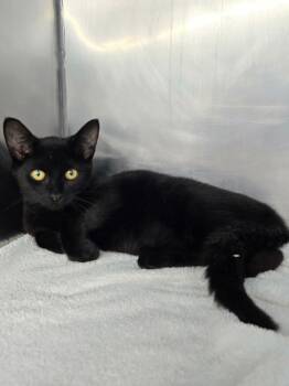 Sebastain -  Domestic Short Hair Cat for Adoption in Mount Vernon, Ohio - Sebastain | PetCurious