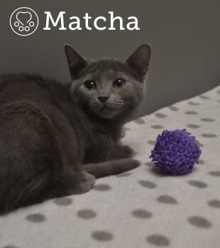 Rescue Domestic Short Hair Cats for Adoption in Montreal, Quebec - Matcha | PetCurious