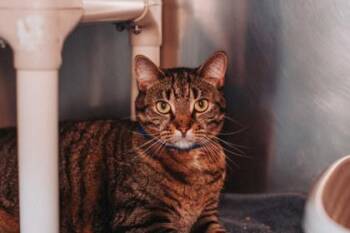 Domestic Short Hair Cats Available for Adoption in North Charleston, South Carolina - 91269A Spruce-PetSmart West Ashley | PetCurious