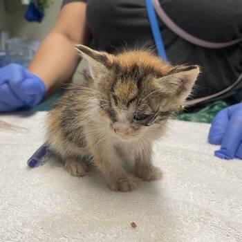 Tiya -  Domestic Short Hair Cat for Adoption in Pasadena, California - Tiya | PetCurious