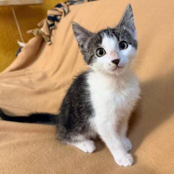 King -  Domestic Short Hair Cat for Adoption in Lewisville, Texas - King | PetCurious