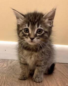 Opal -  Domestic Short Hair Cat for Adoption in Quakertown, Pennsylvania - Opal | PetCurious
