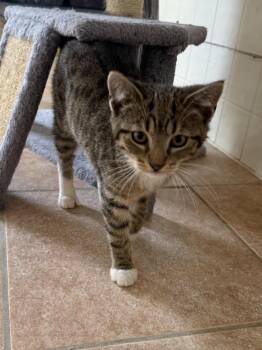Domestic Short Hair Cats Available for Adoption - Boots | PetCurious