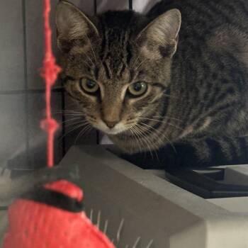 DIXIE -  Domestic Short Hair Cat for Adoption in Ben Avon, Pennsylvania - DIXIE | PetCurious