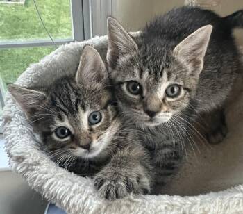 Domestic Short Hair Cats Available for Adoption in Lemoyne, Pennsylvania - Tater & Spud (sappy Little Cuddlebugs) | PetCurious